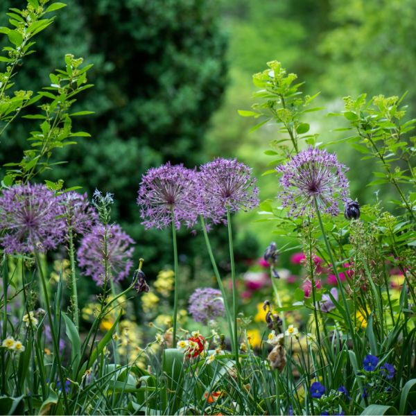 Bloeiende planten in een tuin in België