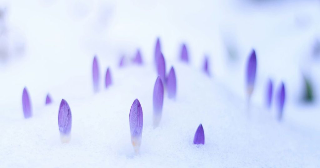 Bloemen in de winter komen van onder de sneeuw vandaan