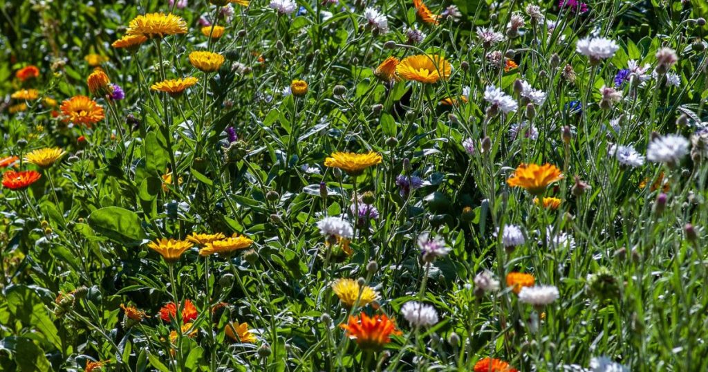 bloemen-in-de-zomer-in-weide Bloemen bloeien weelderig in de zomer