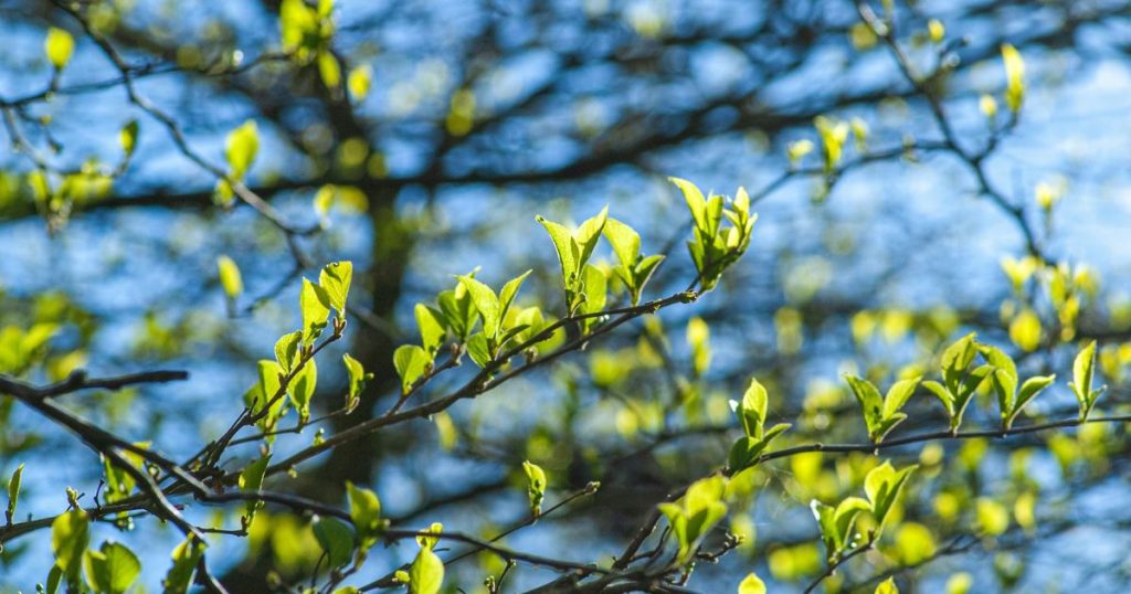 Boom zal in de lente opnieuw groen vertonen: seizoensgebonden aan de lente